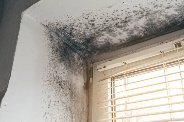 Affordable Mold Cleanup solutions in Williamston, MI