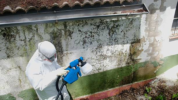 Trusted Mold Testing service in Williamston, MI - Cheap Mold Removal